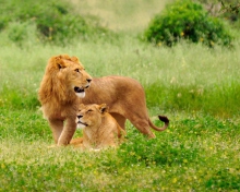 Lions Couple screenshot #1 220x176