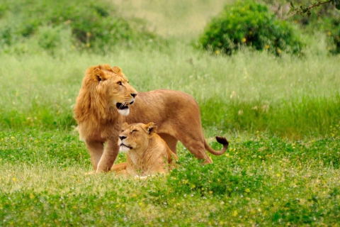 Lions Couple screenshot #1 480x320