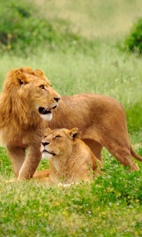 Lions Couple wallpaper 480x800