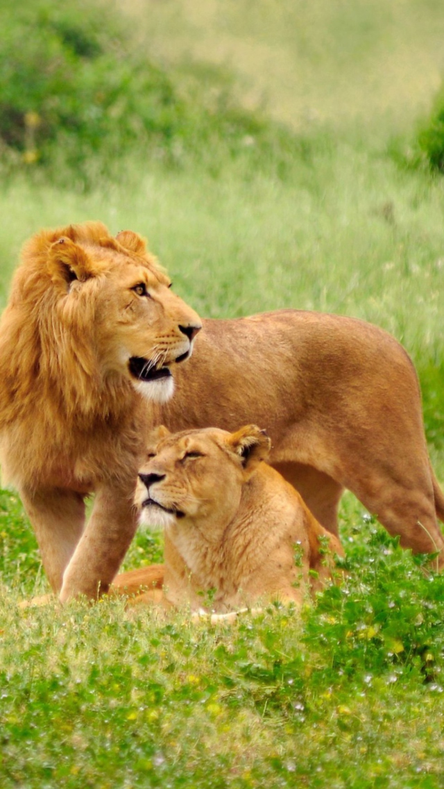 Das Lions Couple Wallpaper 640x1136