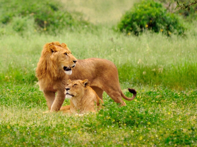 Das Lions Couple Wallpaper 640x480
