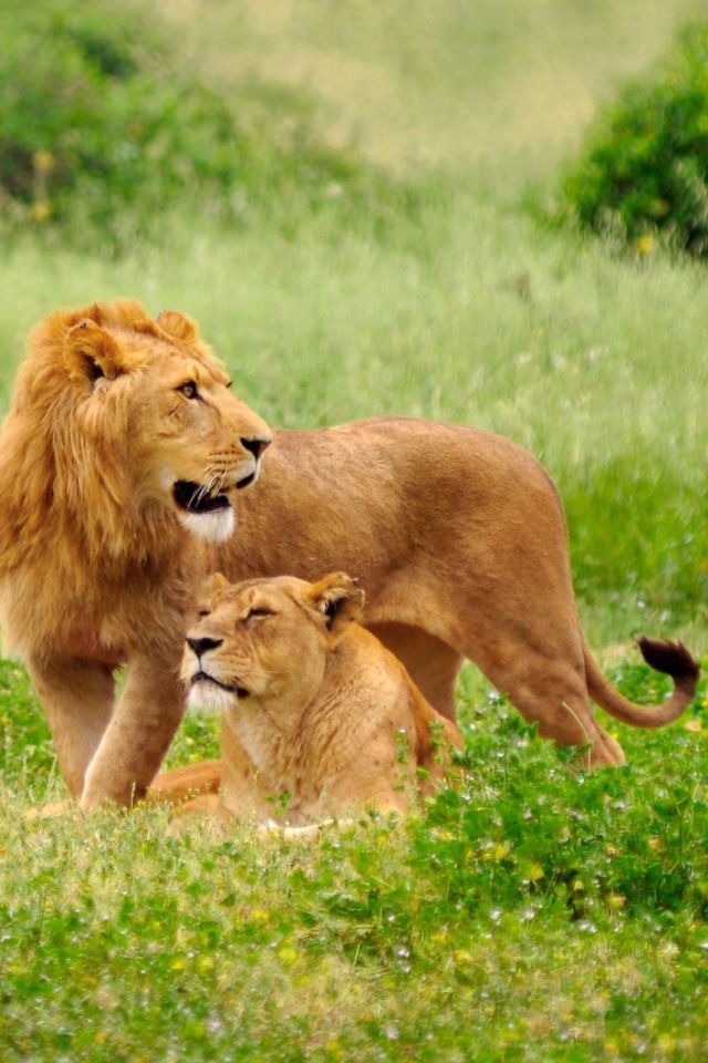 Sfondi Lions Couple 640x960