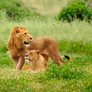 Kostenloses Lions Couple Wallpaper für 2048x2048