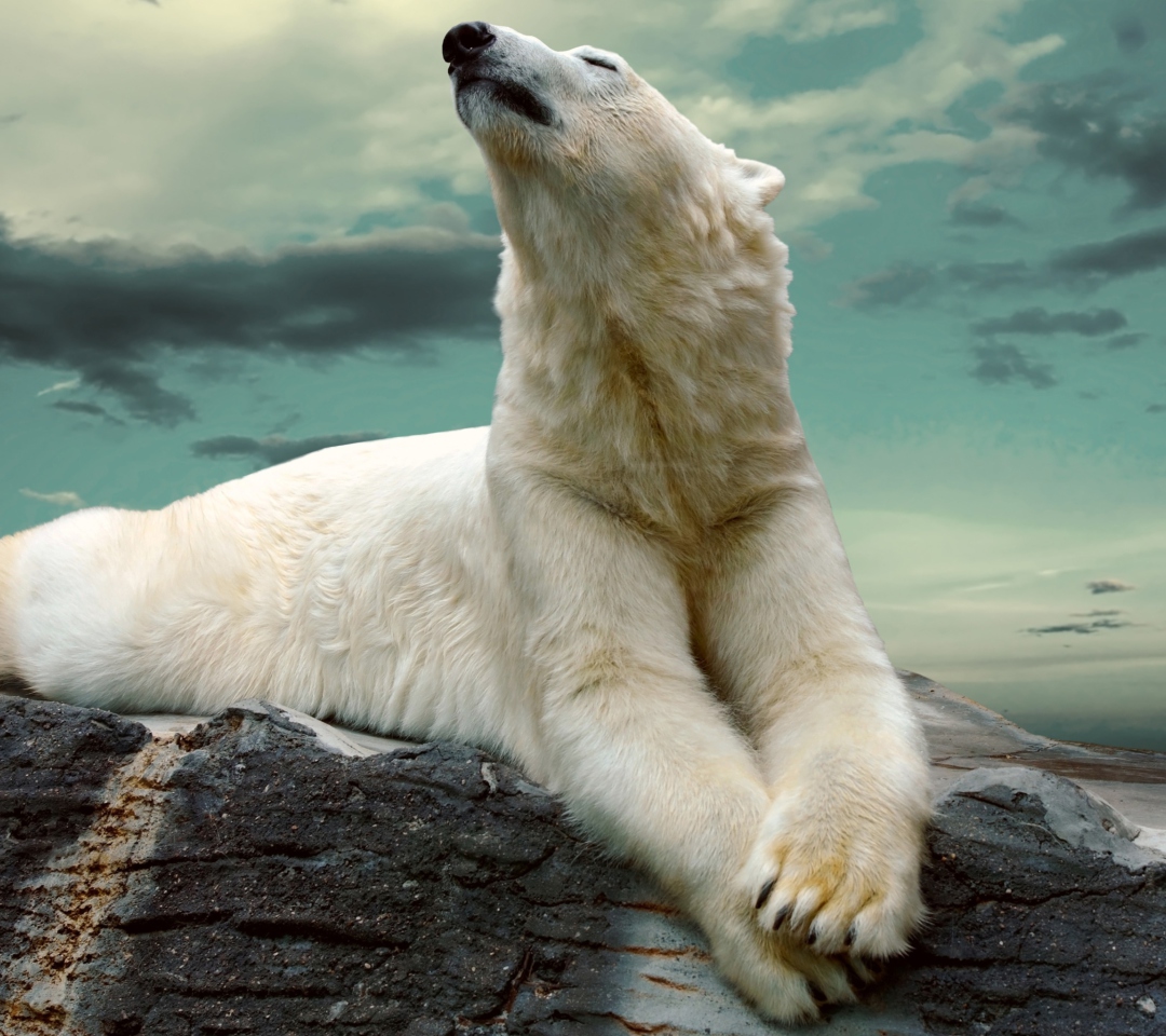 Polar Bear Resting On Rocks wallpaper 1080x960