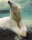 Das Polar Bear Resting On Rocks Wallpaper 128x160