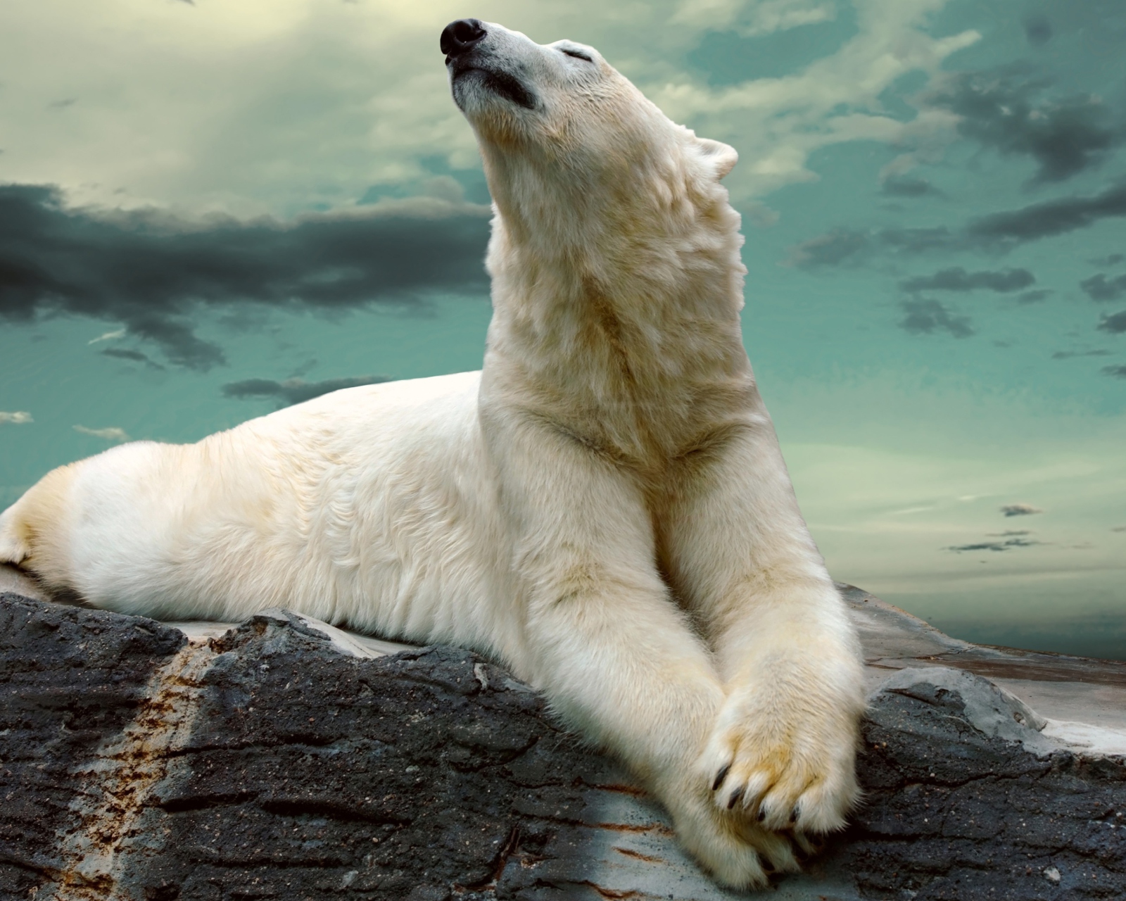 Обои Polar Bear Resting On Rocks 1600x1280