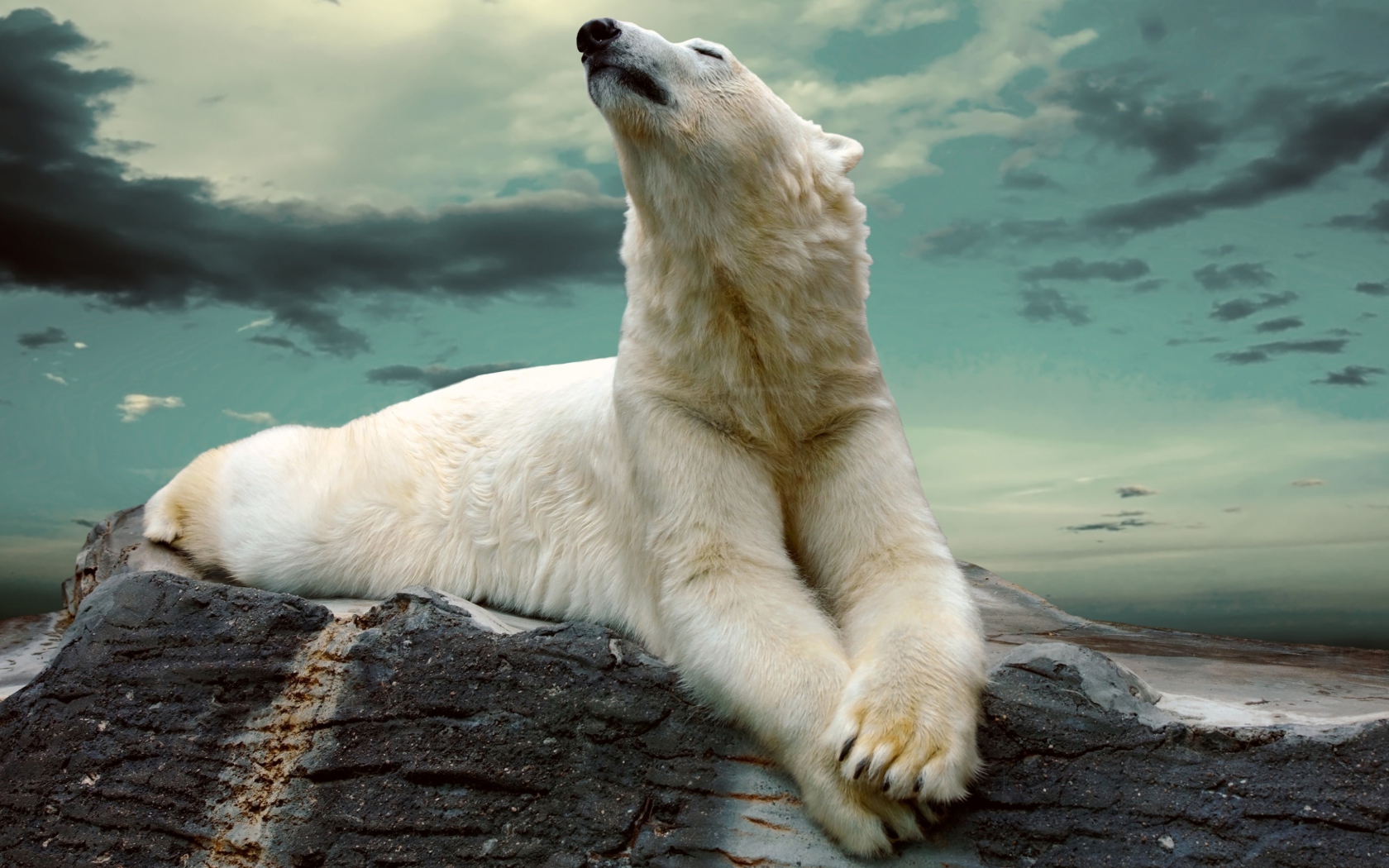 Polar Bear Resting On Rocks wallpaper 1680x1050