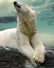 Fondo de pantalla Polar Bear Resting On Rocks 176x220