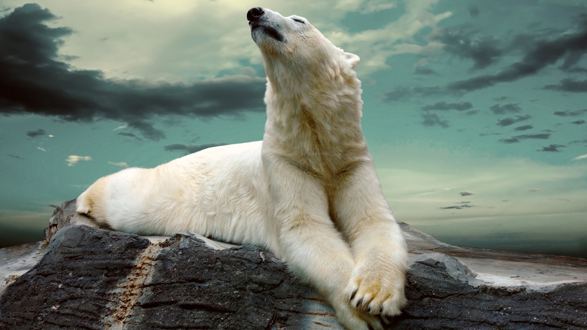 Обои Polar Bear Resting On Rocks 1920x1080
