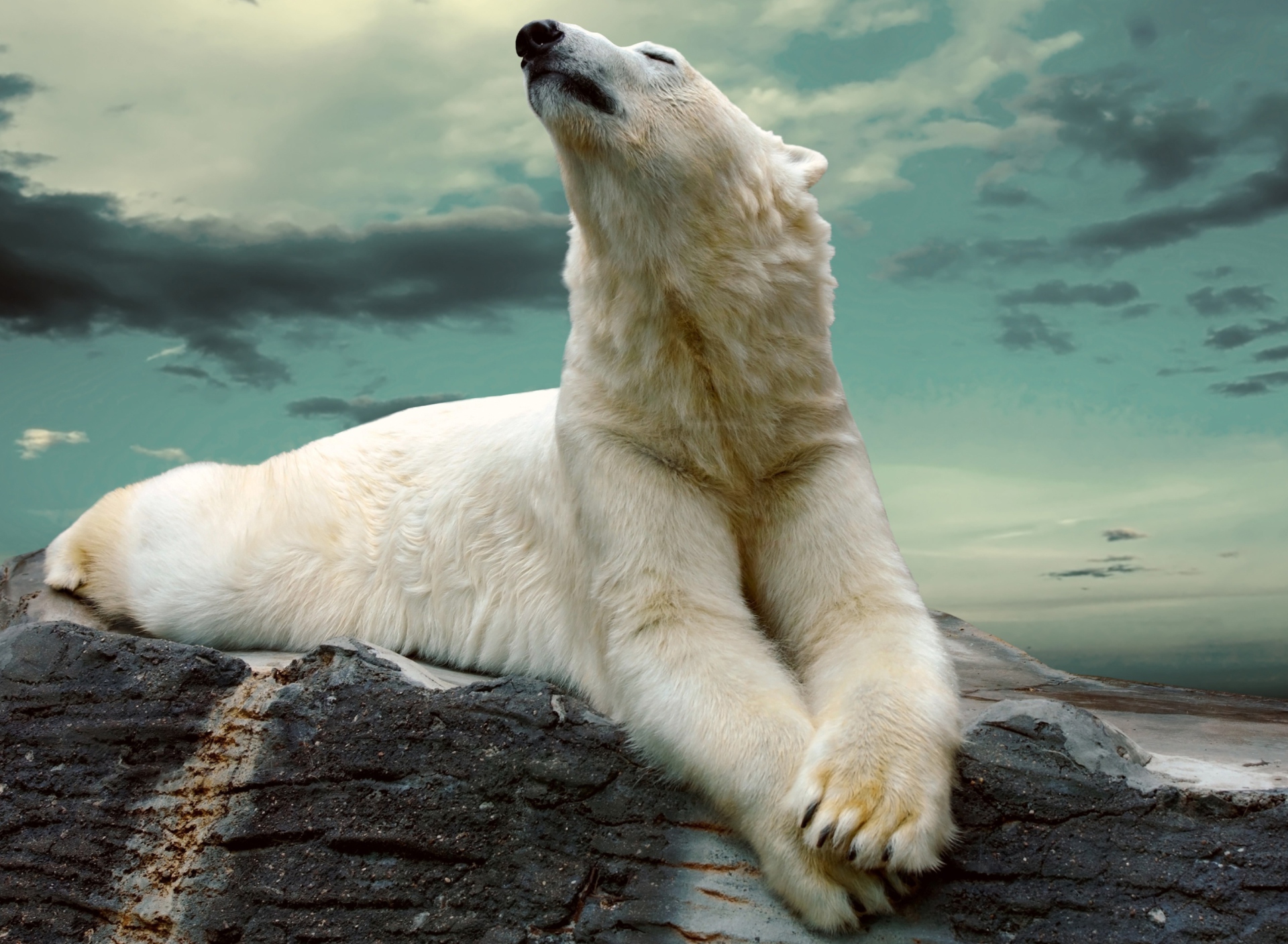 Обои Polar Bear Resting On Rocks 1920x1408
