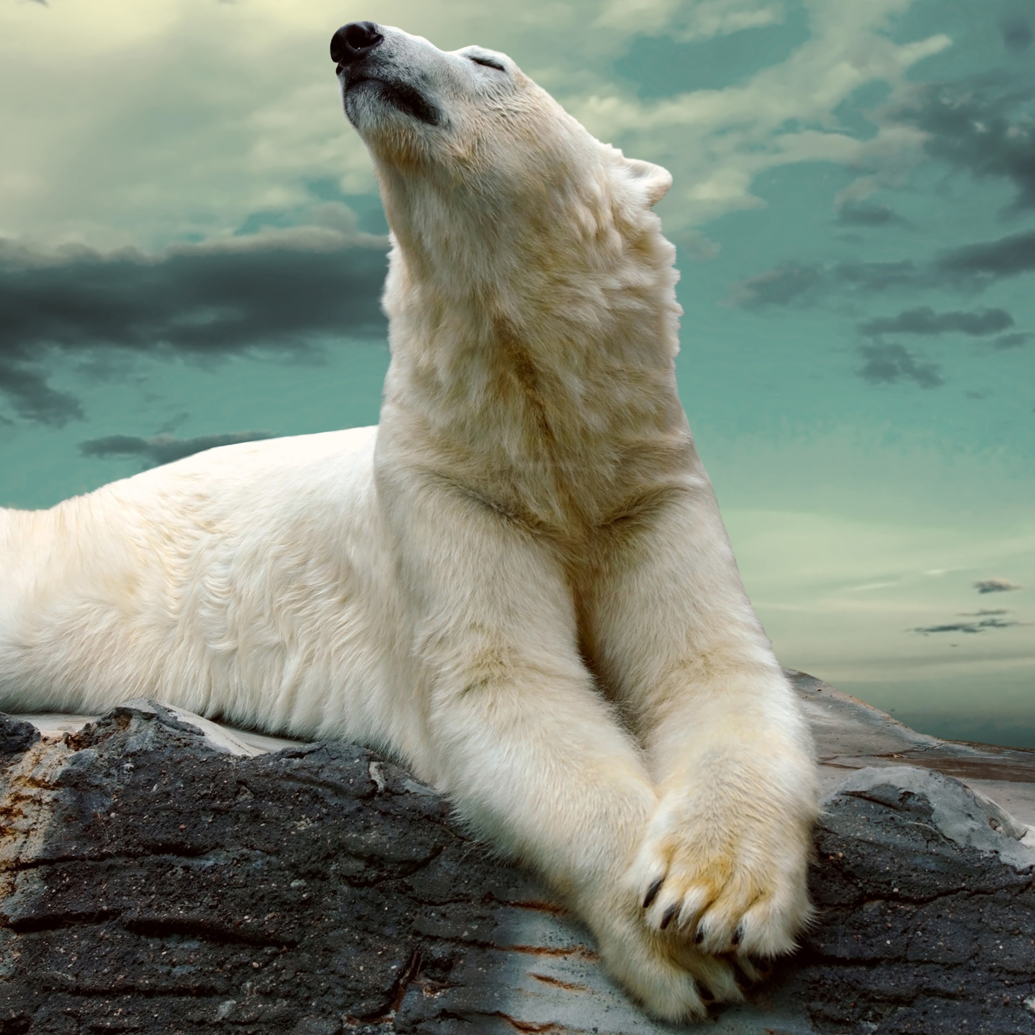 Polar Bear Resting On Rocks wallpaper 2048x2048