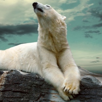 Sfondi Polar Bear Resting On Rocks 208x208