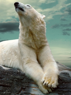 Das Polar Bear Resting On Rocks Wallpaper 240x320