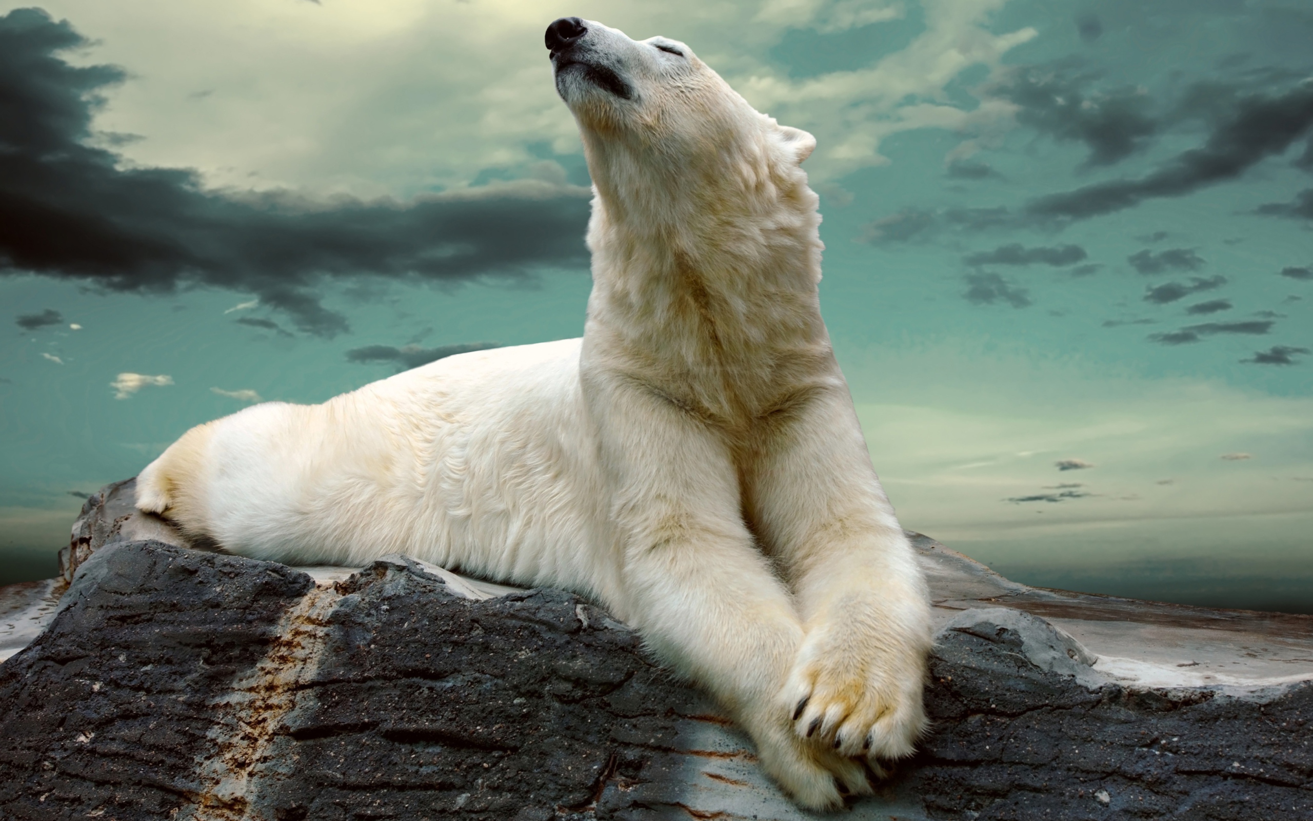 Обои Polar Bear Resting On Rocks 2560x1600