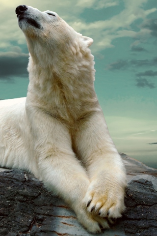 Sfondi Polar Bear Resting On Rocks 320x480