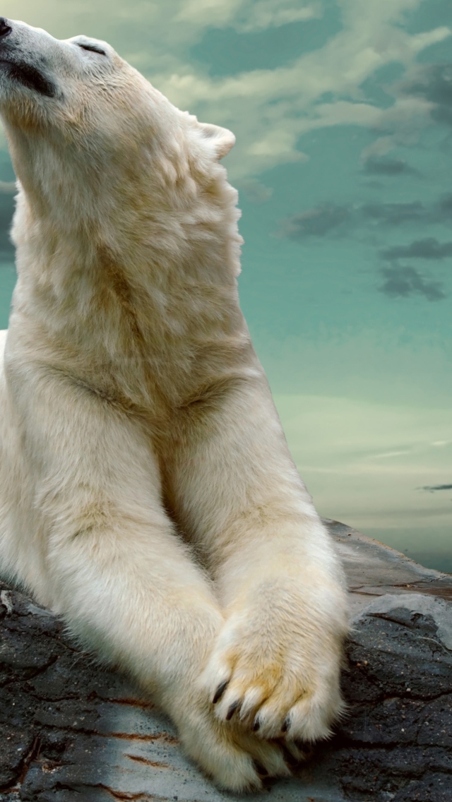 Das Polar Bear Resting On Rocks Wallpaper 640x1136