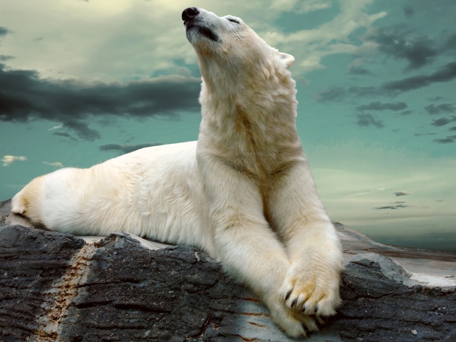 Das Polar Bear Resting On Rocks Wallpaper 640x480