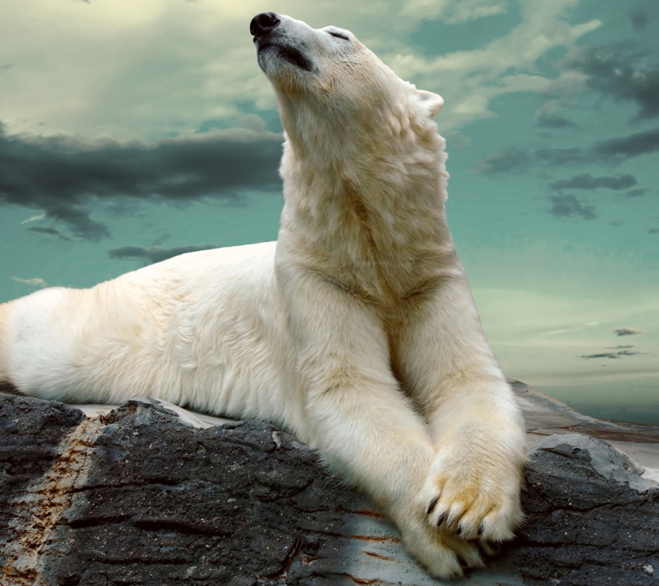 Обои Polar Bear Resting On Rocks 960x854