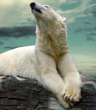 Kostenloses Polar Bear Resting On Rocks Wallpaper für HTC Touch Diamond