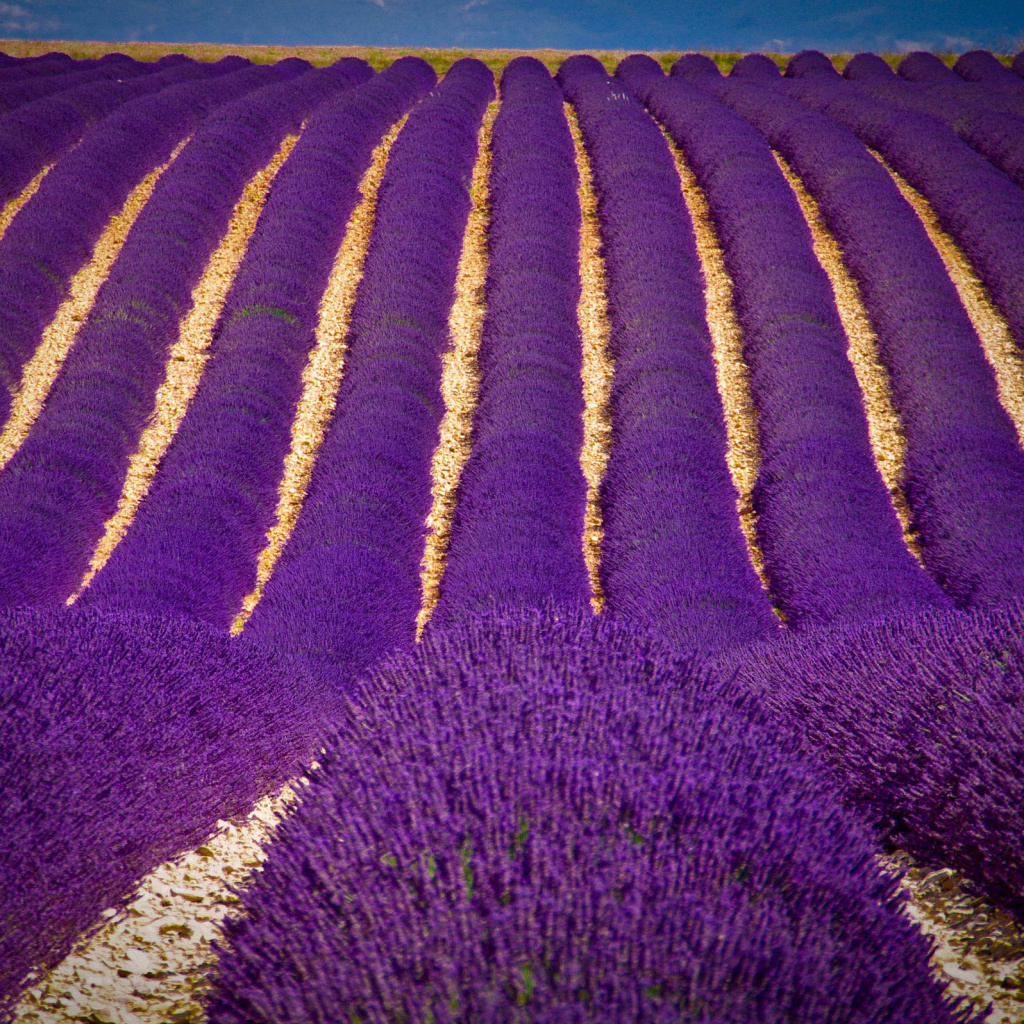 Lavender garden in India wallpaper 1024x1024
