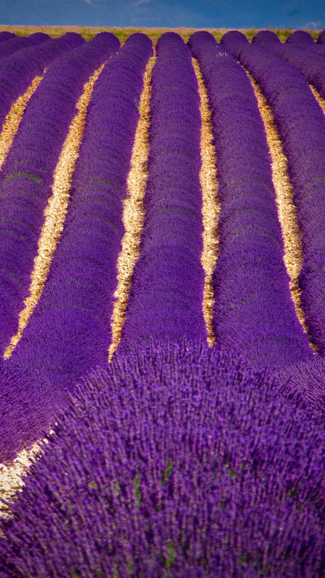 Sfondi Lavender garden in India 1080x1920