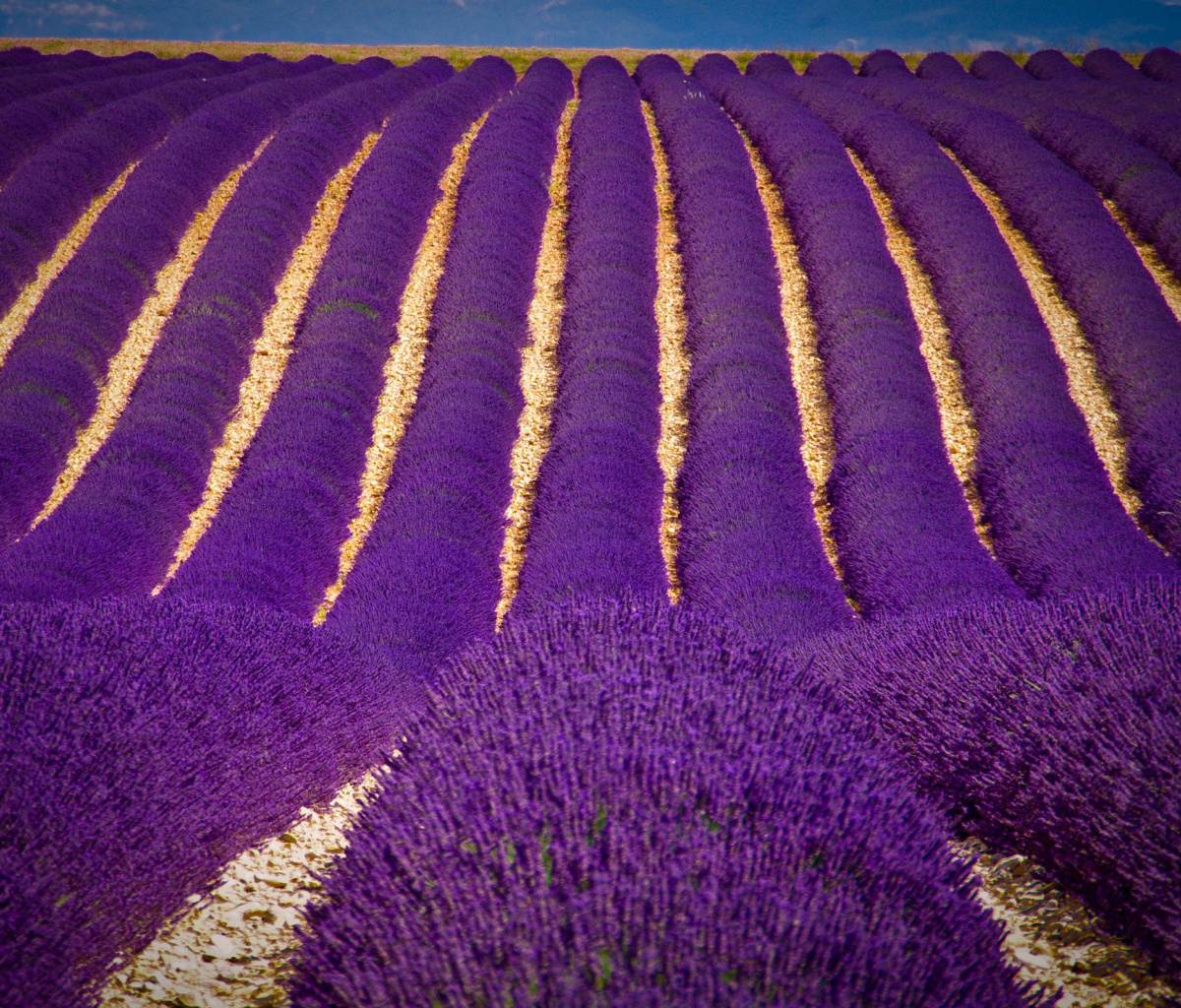 Lavender garden in India screenshot #1 1200x1024