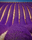 Fondo de pantalla Lavender garden in India 128x160