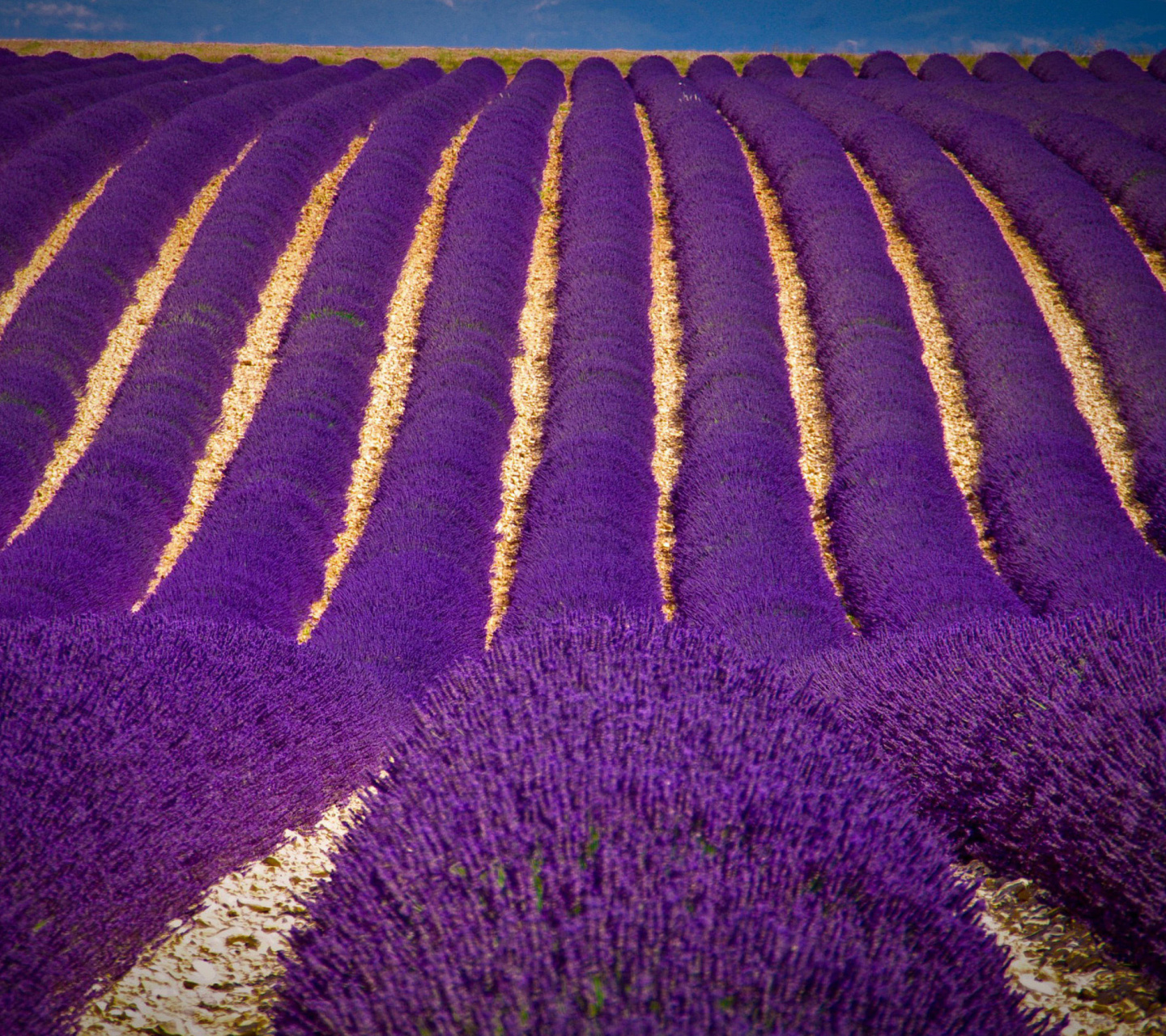 Fondo de pantalla Lavender garden in India 1440x1280