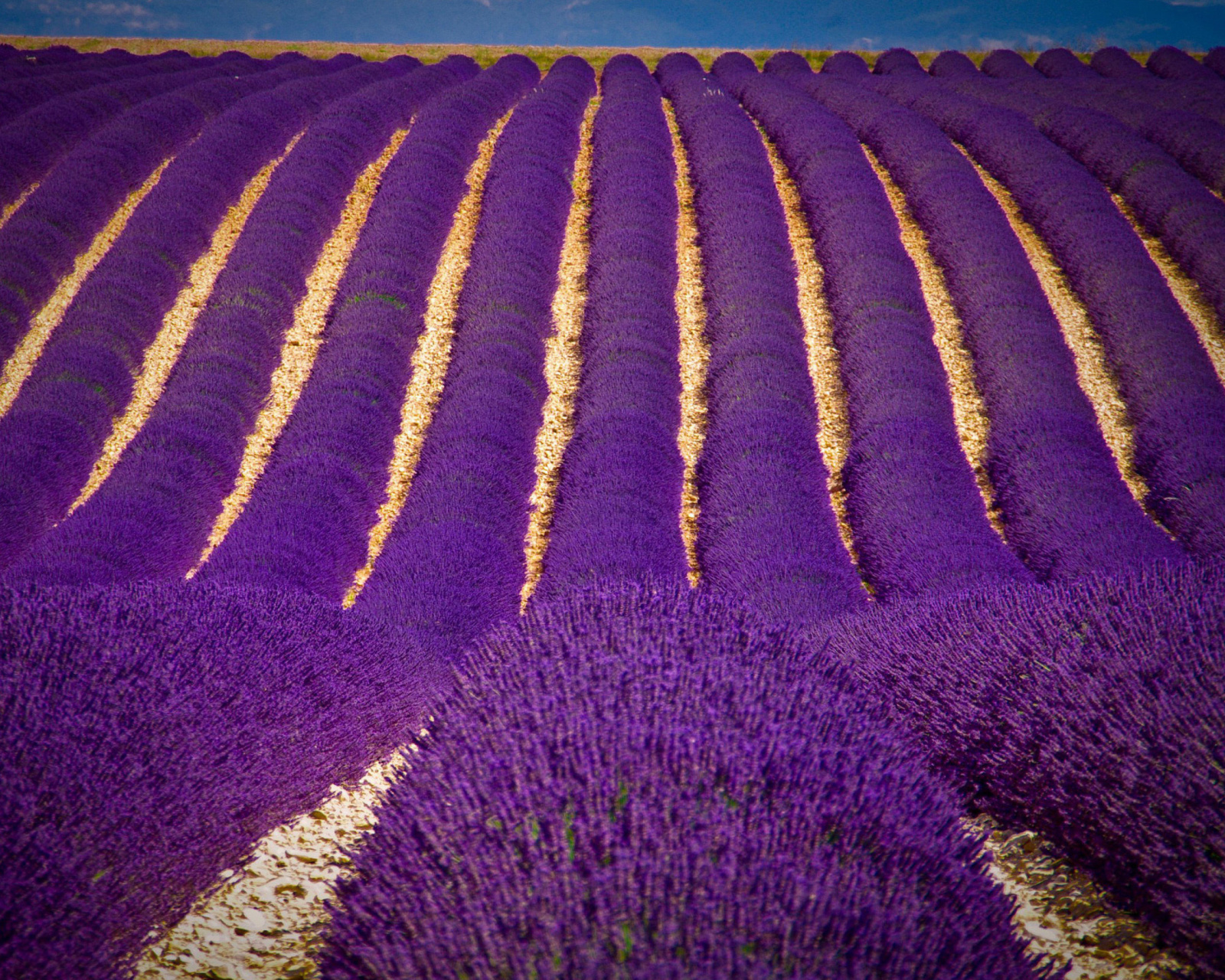 Lavender garden in India wallpaper 1600x1280