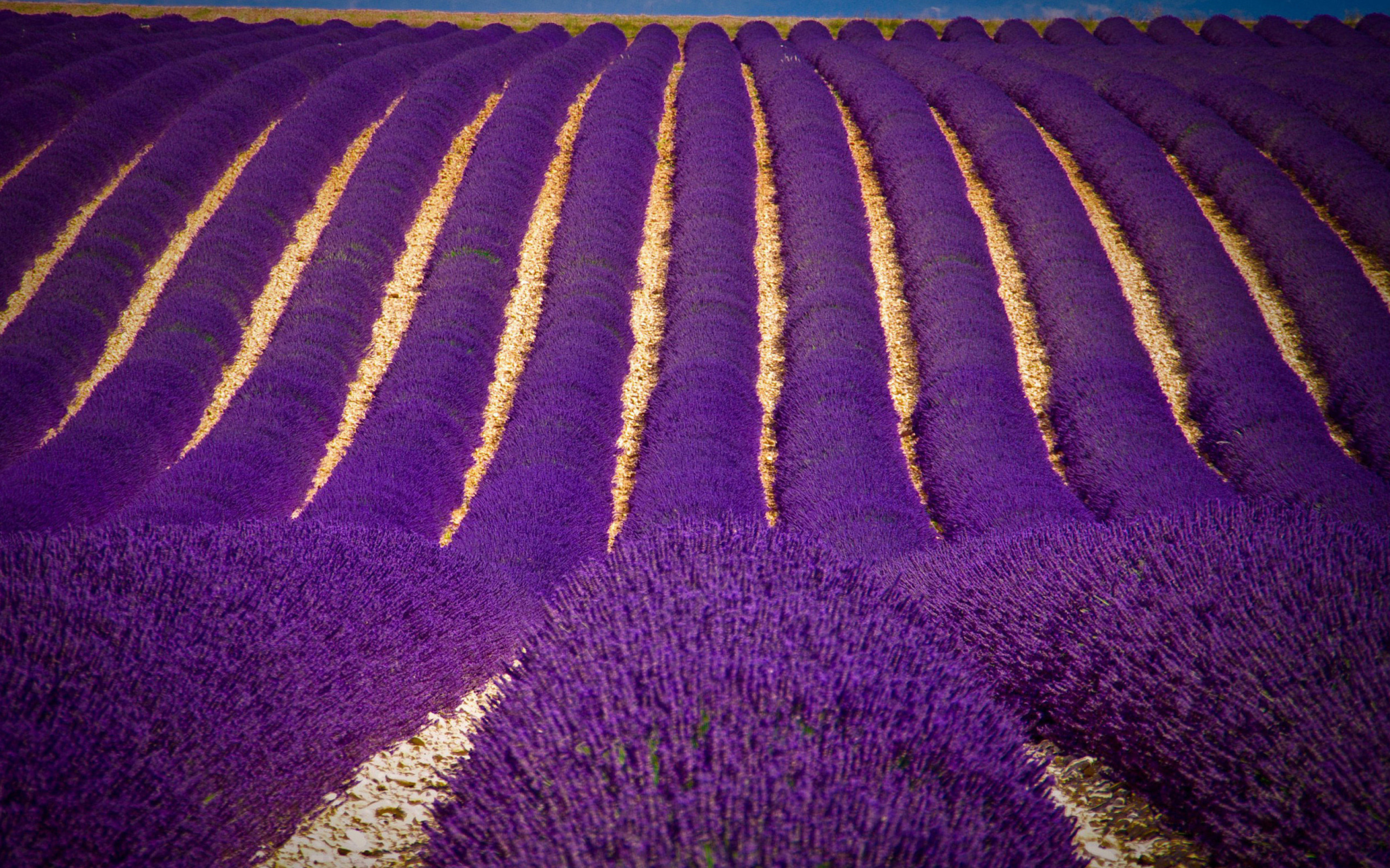 Lavender garden in India wallpaper 2560x1600