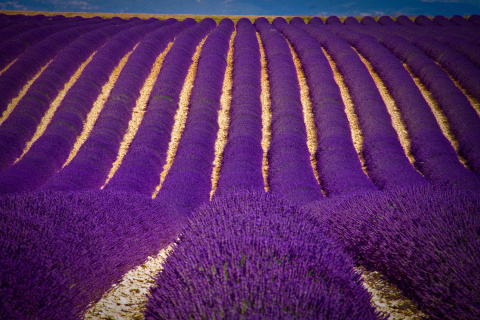 Lavender garden in India wallpaper 480x320