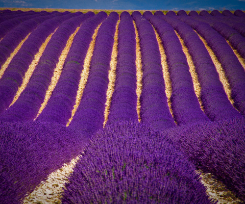Обои Lavender garden in India 480x400