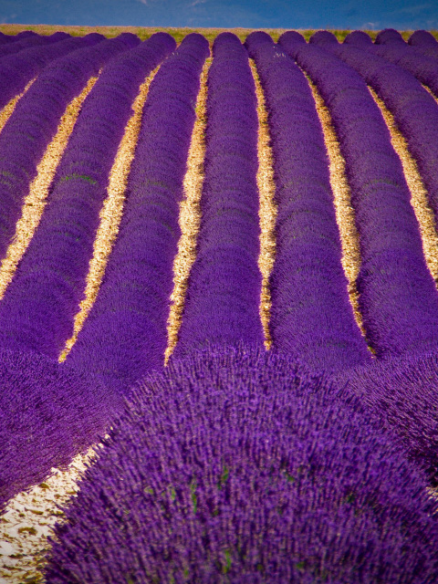 Обои Lavender garden in India 480x640