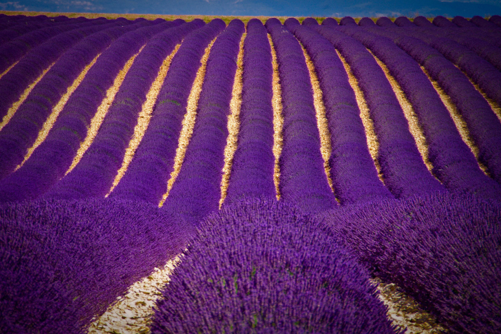 Fondo de pantalla Lavender garden in India