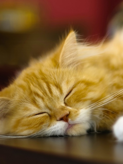 Persian cat screenshot #1 480x640