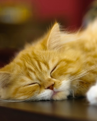 Persian cat - Obrázkek zdarma pro iPhone 6 Plus