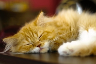 Persian cat - Obrázkek zdarma pro HTC Desire HD
