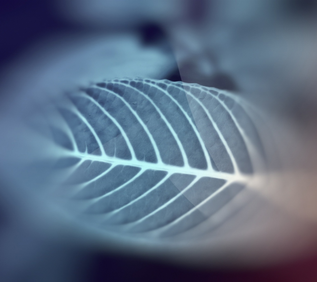 Leaf wallpaper 1080x960