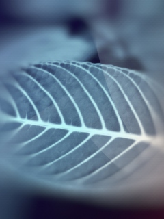 Leaf wallpaper 240x320