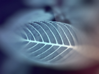 Leaf wallpaper 320x240