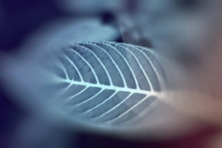 Leaf Wallpaper for Android, iPhone and iPad