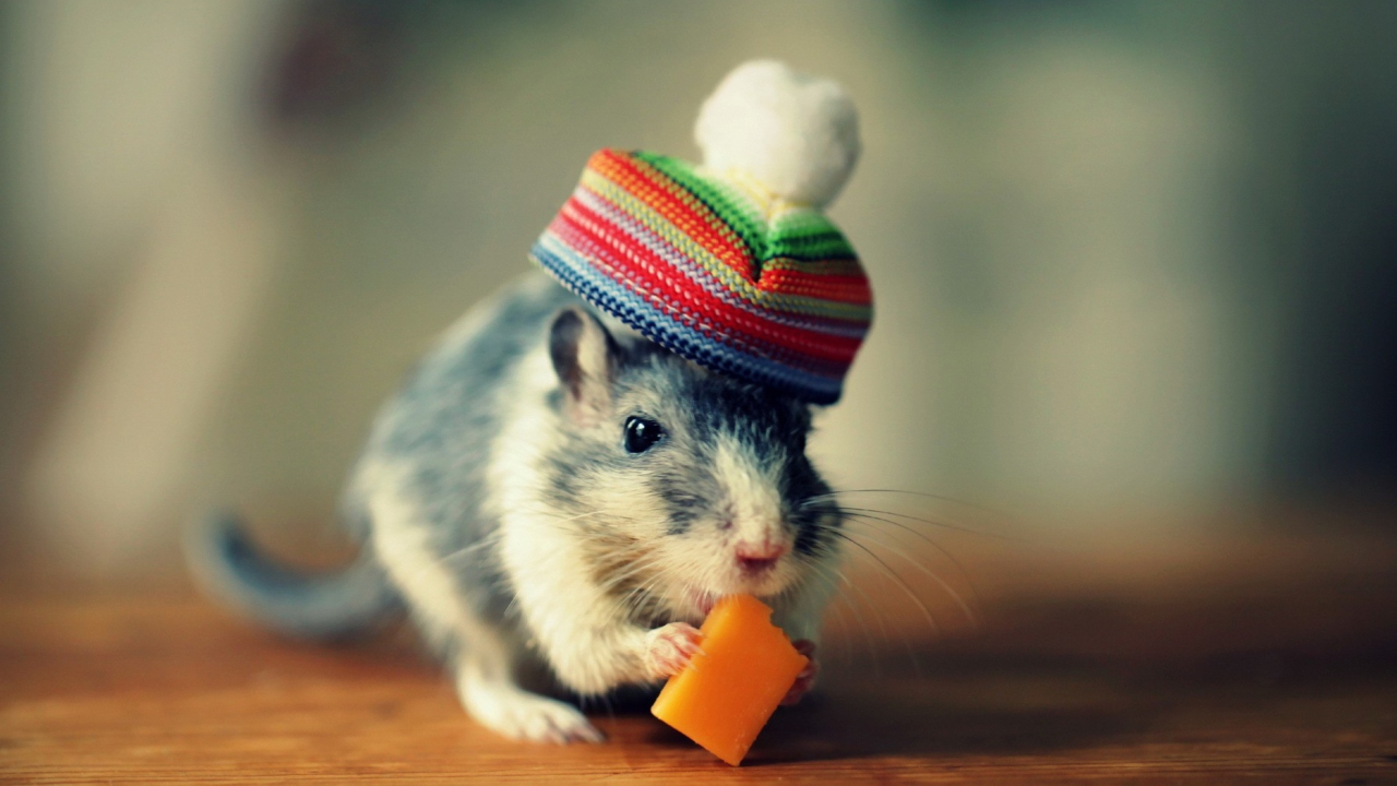 Das Mouse In Funny Little Hat Eating Cheese Wallpaper 1280x720