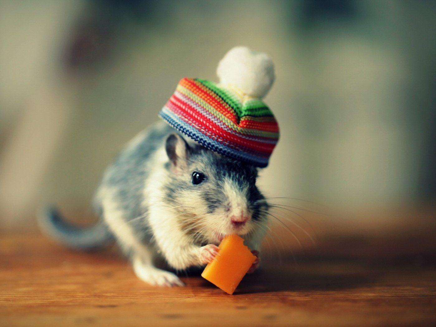 Mouse In Funny Little Hat Eating Cheese wallpaper 1400x1050