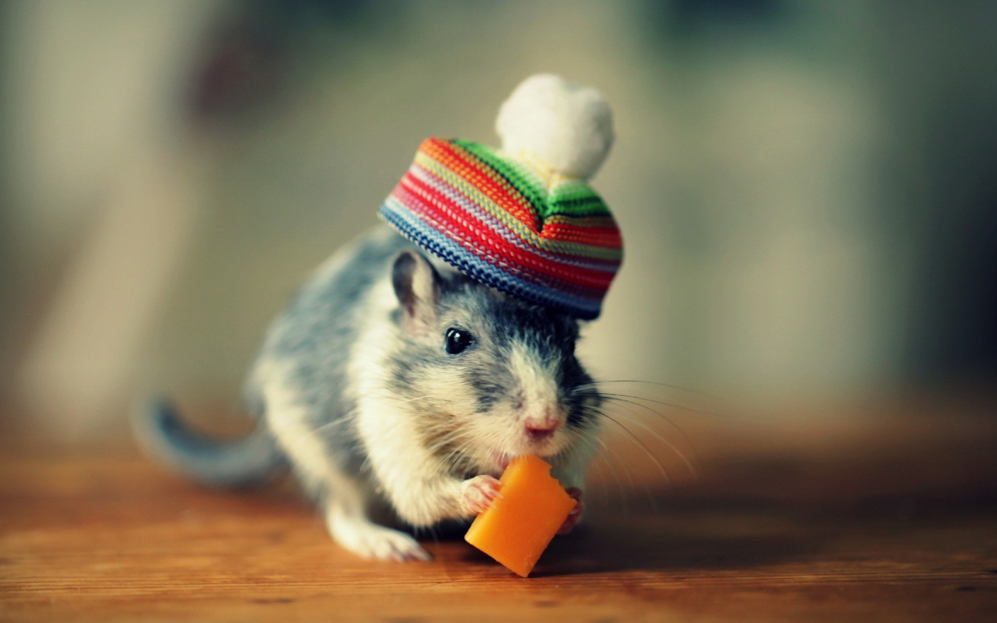 Fondo de pantalla Mouse In Funny Little Hat Eating Cheese 1440x900