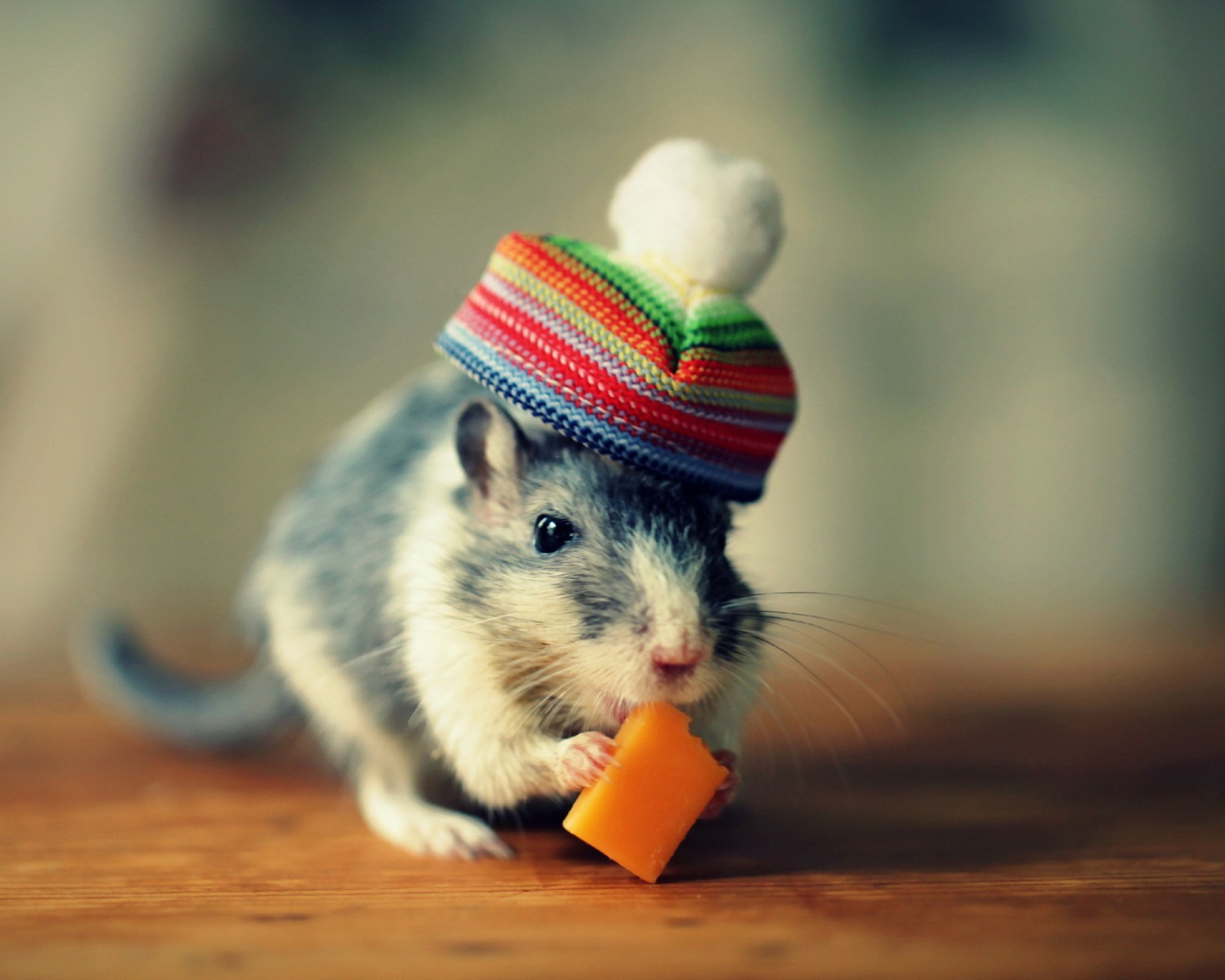 Sfondi Mouse In Funny Little Hat Eating Cheese 1600x1280