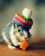 Mouse In Funny Little Hat Eating Cheese wallpaper 176x220