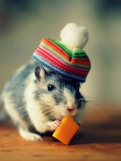 Sfondi Mouse In Funny Little Hat Eating Cheese 240x320