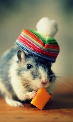 Das Mouse In Funny Little Hat Eating Cheese Wallpaper 240x400