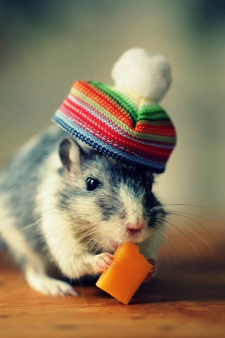 Sfondi Mouse In Funny Little Hat Eating Cheese 320x480