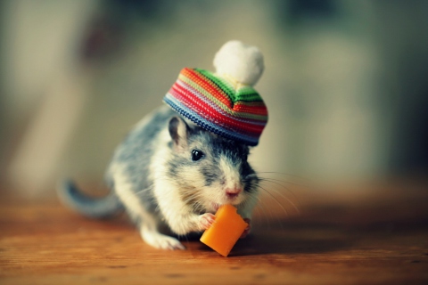 Sfondi Mouse In Funny Little Hat Eating Cheese 480x320
